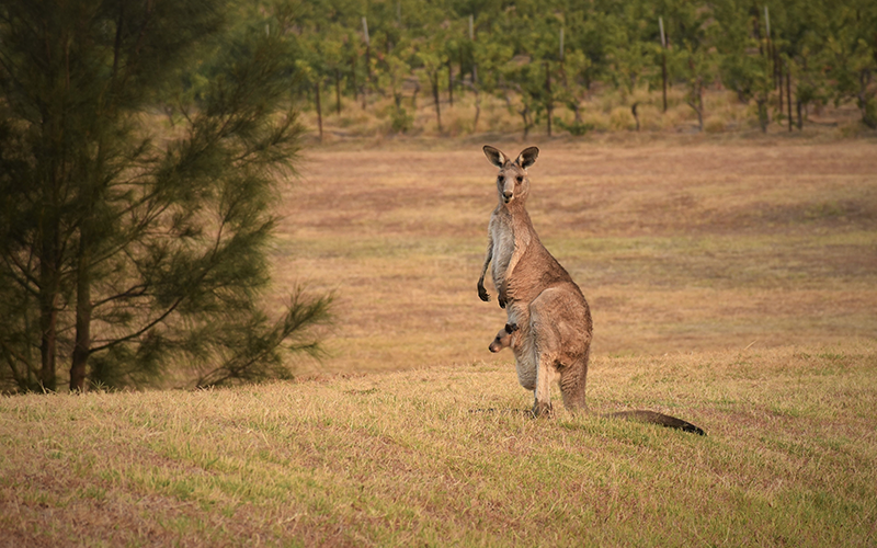 Intercambio estudiantil en Australia