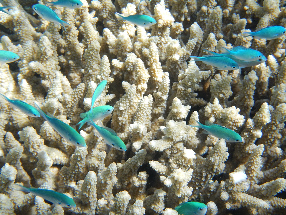 barrera de corales Qué hacer en Cairns